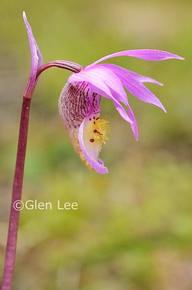 Calypso bulbosa photos Saskatchewan Wildflowers